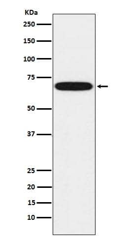 CYP1B1 Antibody (S02-5A3)