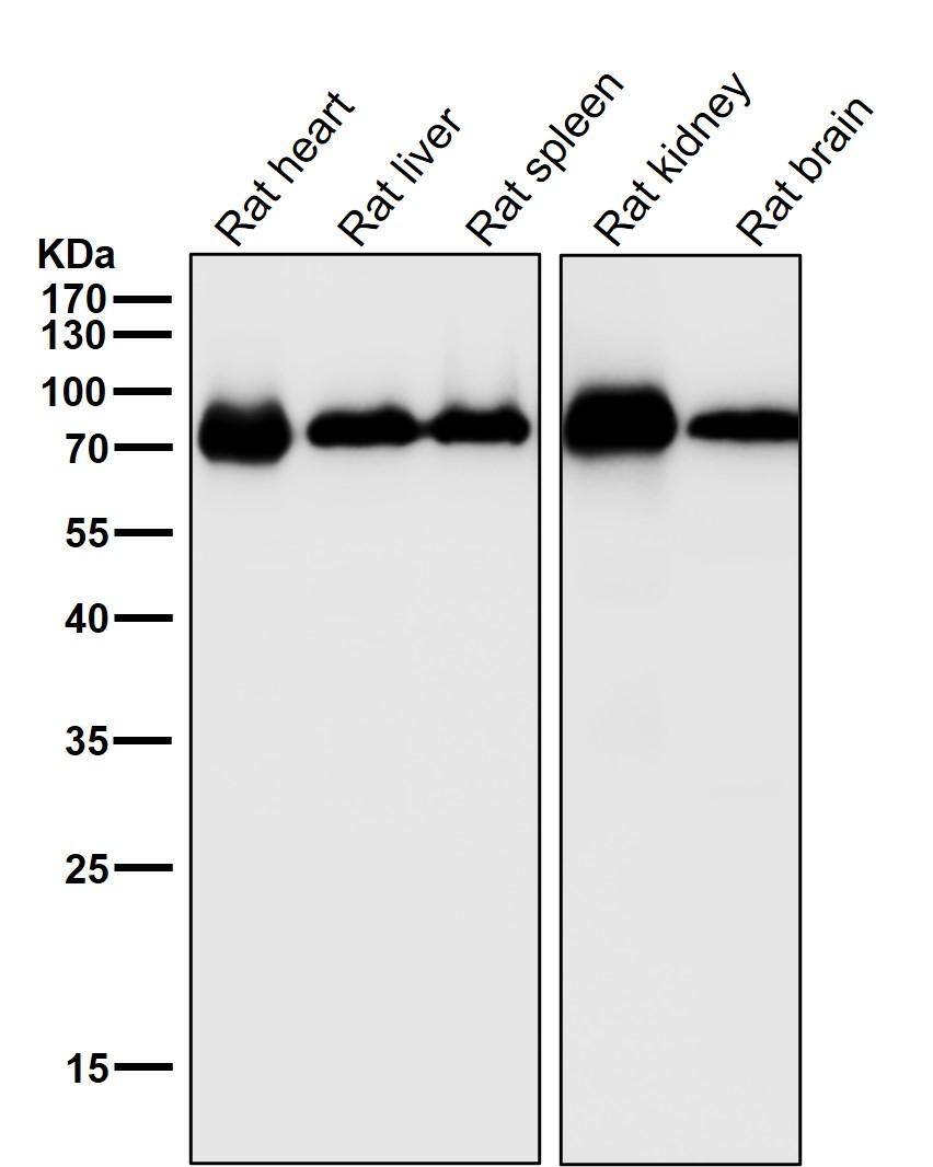 CYP1B1 Antibody (S02-5A3)