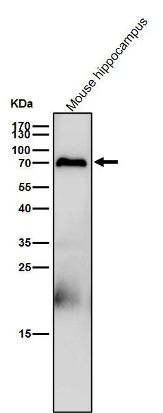 PCPTP1 Antibody (S01-8G2) - BSA Free