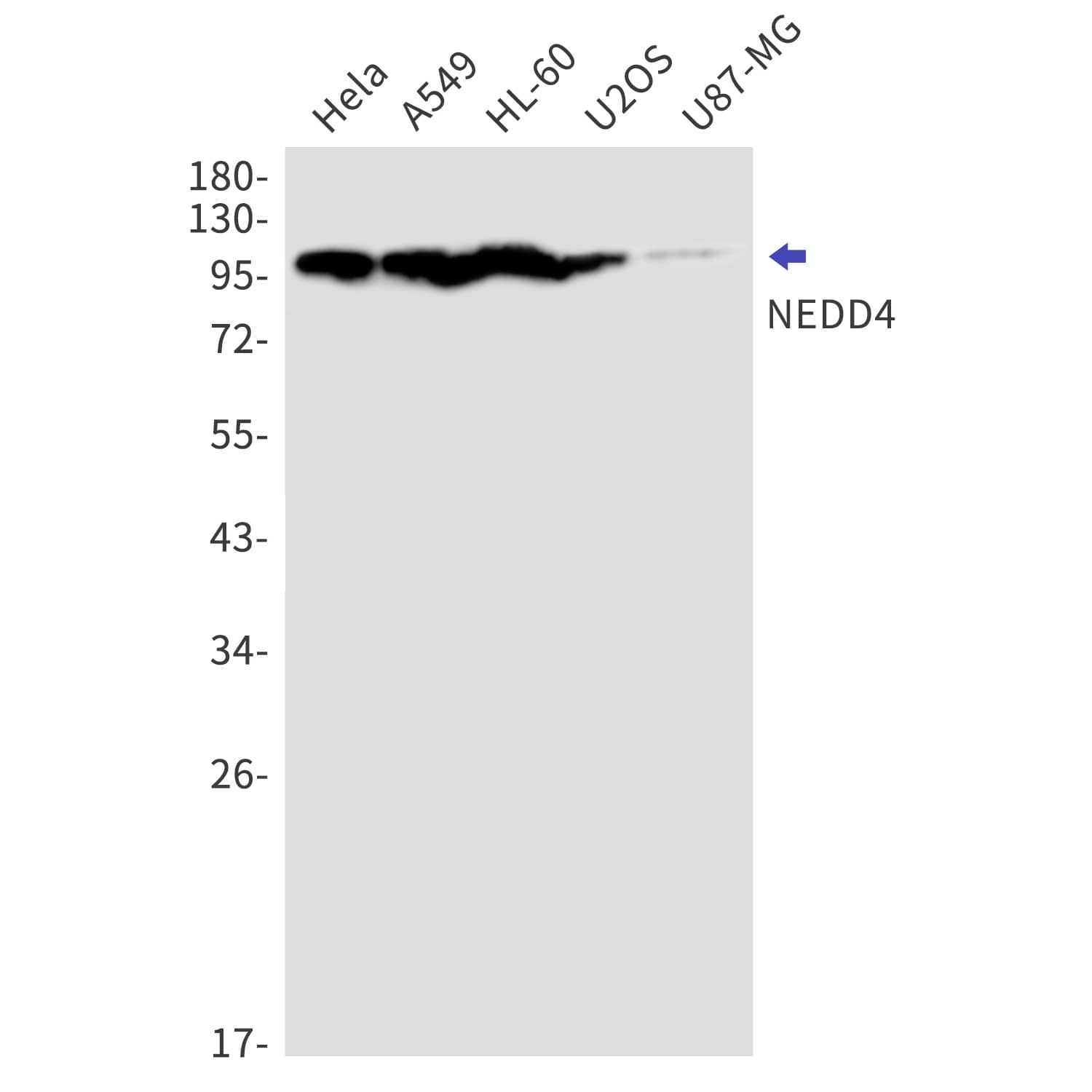 NEDD4 Antibody (S06-7C3)