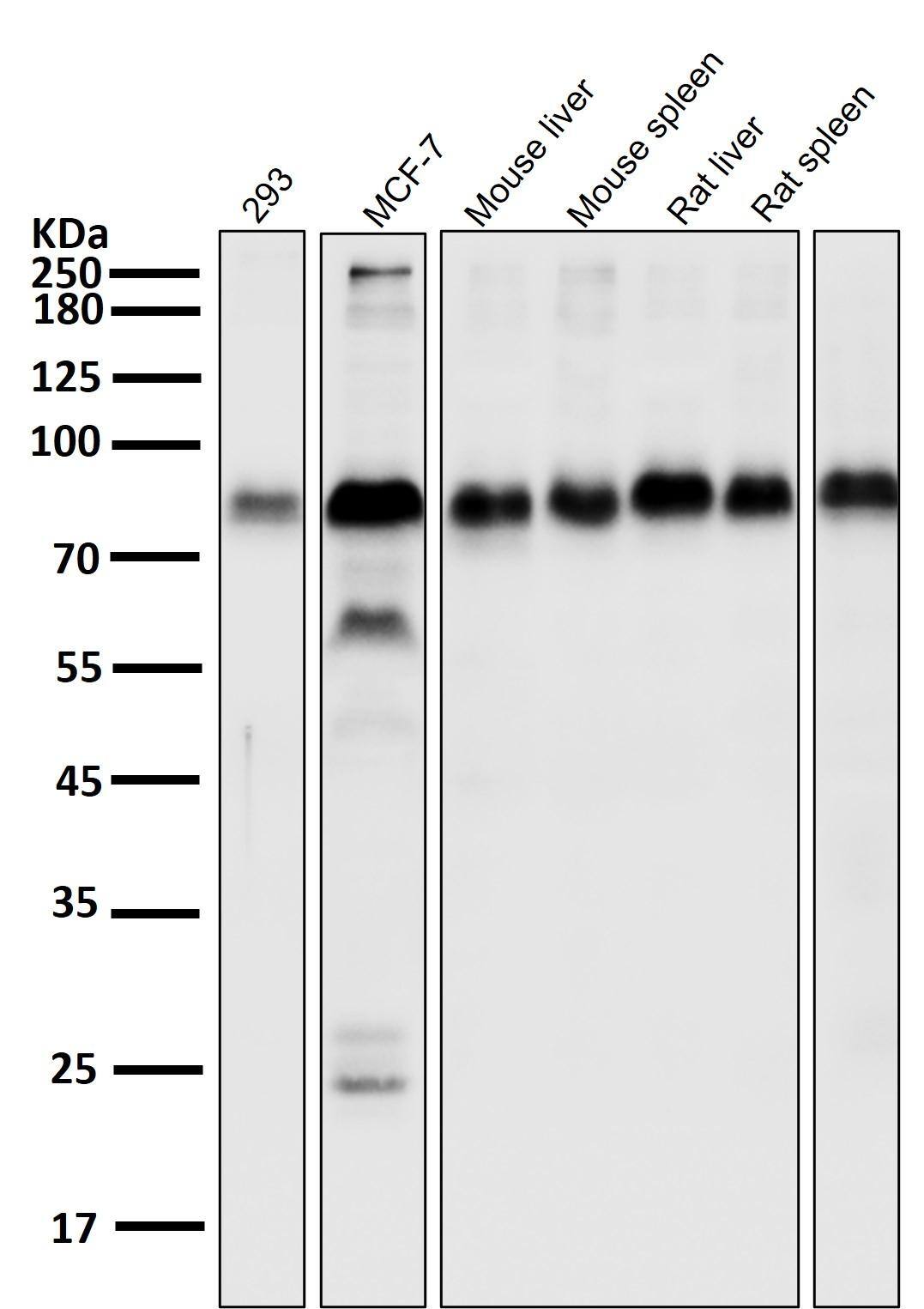 LRP-1 Antibody (S09-4E8)