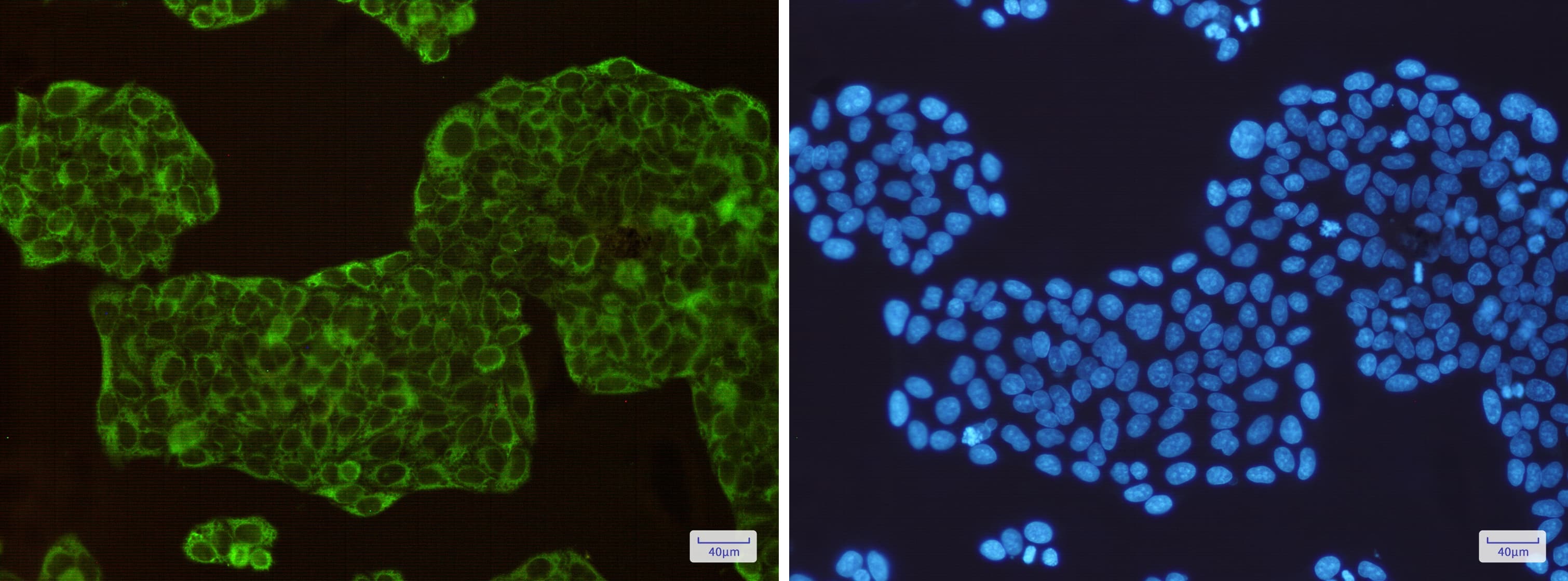 Argininosuccinate Synthase Antibody (S02-7A8)
