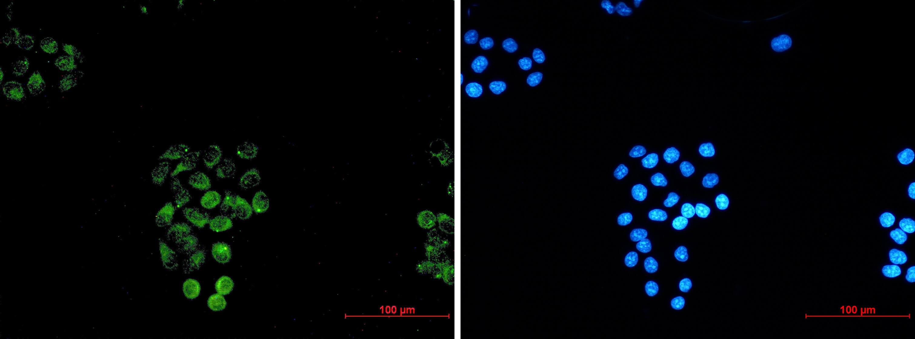 RASEF Antibody (S03-1G6)