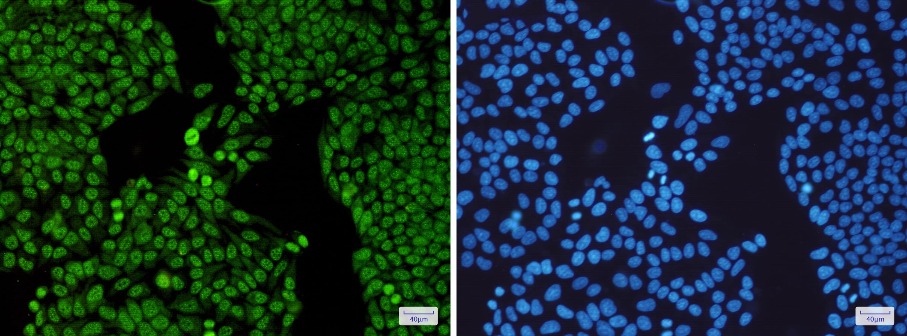 SAP130 Antibody (S07-2K8)