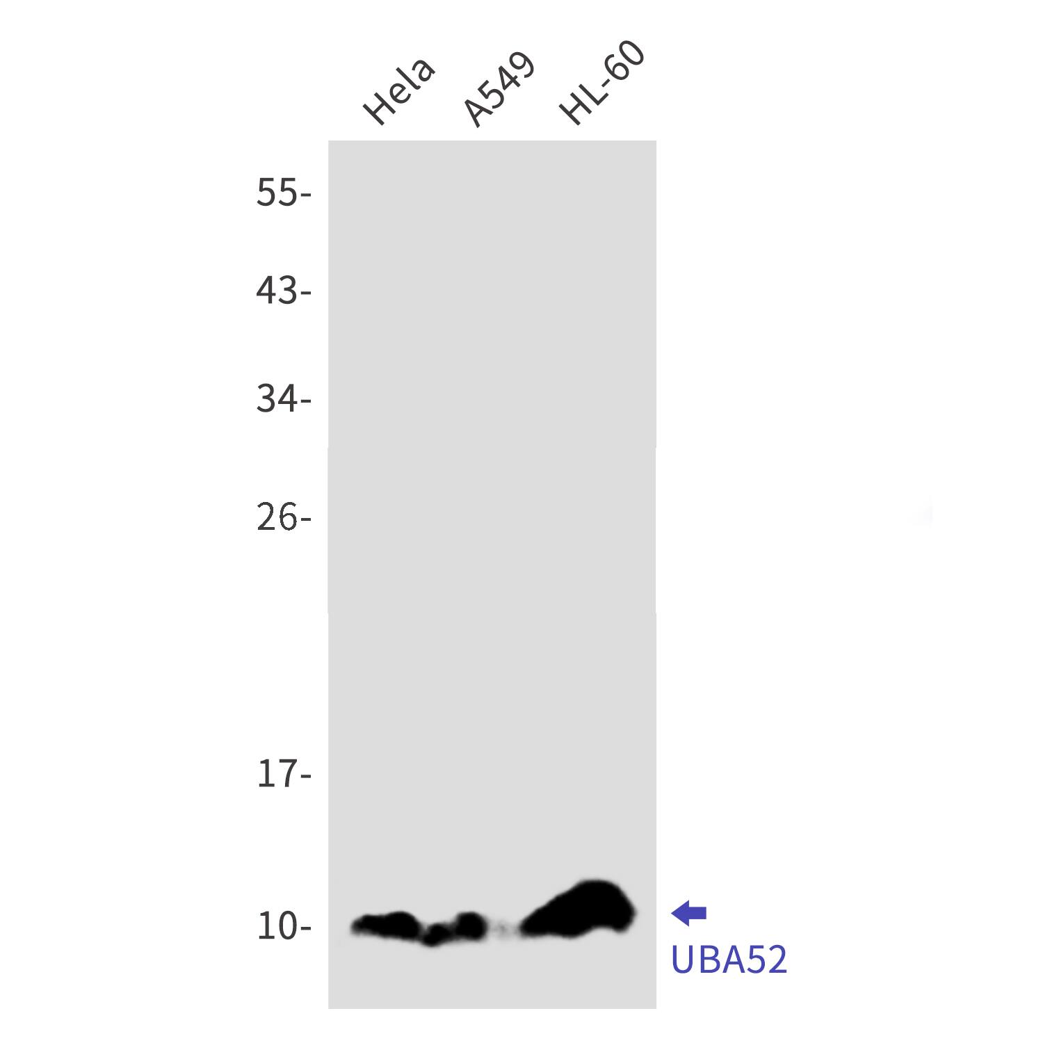 UBA52 Antibody (S05-5D6)