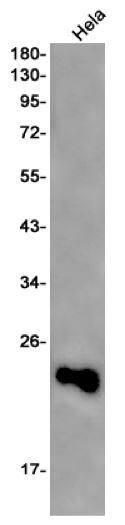 IL-18/IL-1F4 Antibody (S02-8B2)