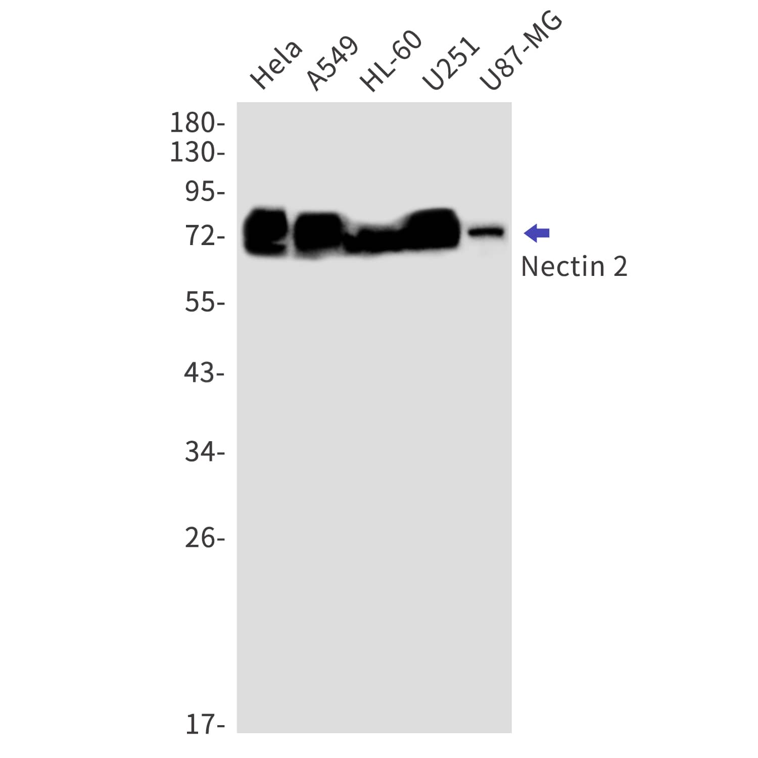 Nectin-2/CD112 Antibody (S06-8F3)