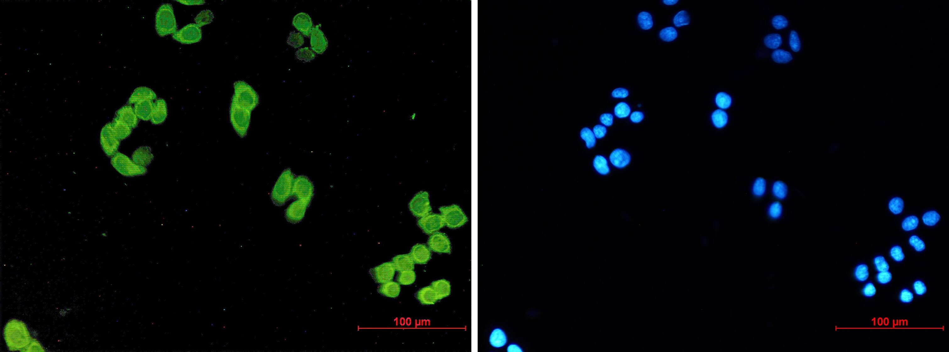 Park7/DJ-1 Antibody (S04-6H5)