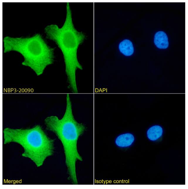 Aminopeptidase P1/XPNPEP1 Antibody (SAIC-07B-14) - Azide and BSA Free