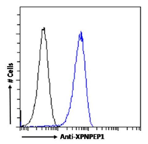 Aminopeptidase P1/XPNPEP1 Antibody (SAIC-07B-14) - Azide and BSA Free