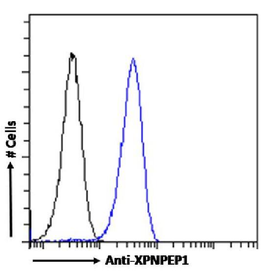 Aminopeptidase P1/XPNPEP1 Antibody (SAIC-07E-1) - Azide and BSA Free