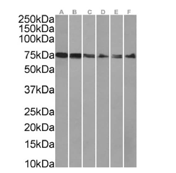 Aminopeptidase P1/XPNPEP1 Antibody (SAIC-07E-1) - Azide and BSA Free