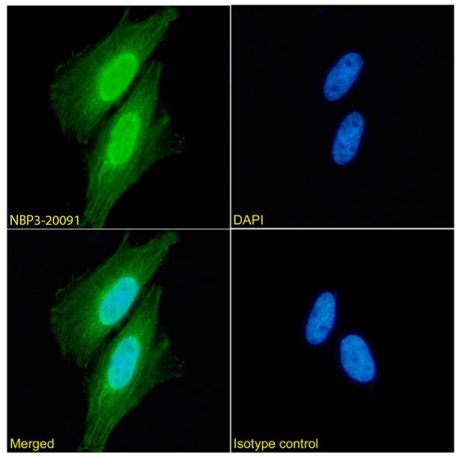 Aminopeptidase P1/XPNPEP1 Antibody (SAIC-07E-1) - Azide and BSA Free