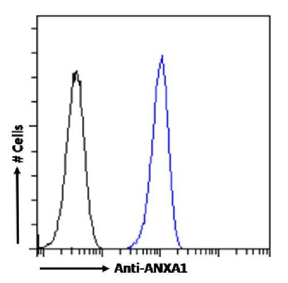 Annexin A1 Antibody (SAIC-13B-19) - Azide and BSA Free