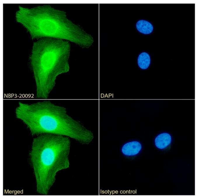 Annexin A1 Antibody (SAIC-13B-19) - Azide and BSA Free