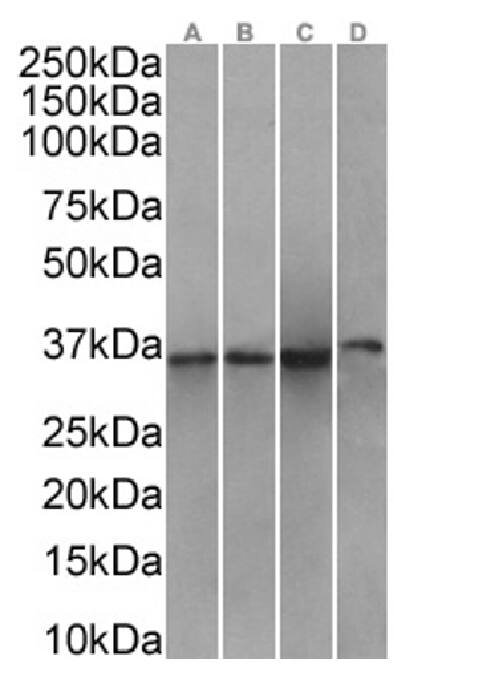 Annexin A1 Antibody (SAIC-13B-19) - Azide and BSA Free