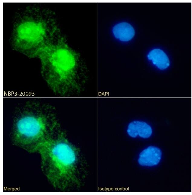 Annexin A4 Antibody (SAIC-14C-10F12) - Azide and BSA Free