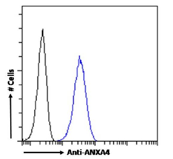 Annexin A4 Antibody (SAIC-14C-10F12) - Azide and BSA Free