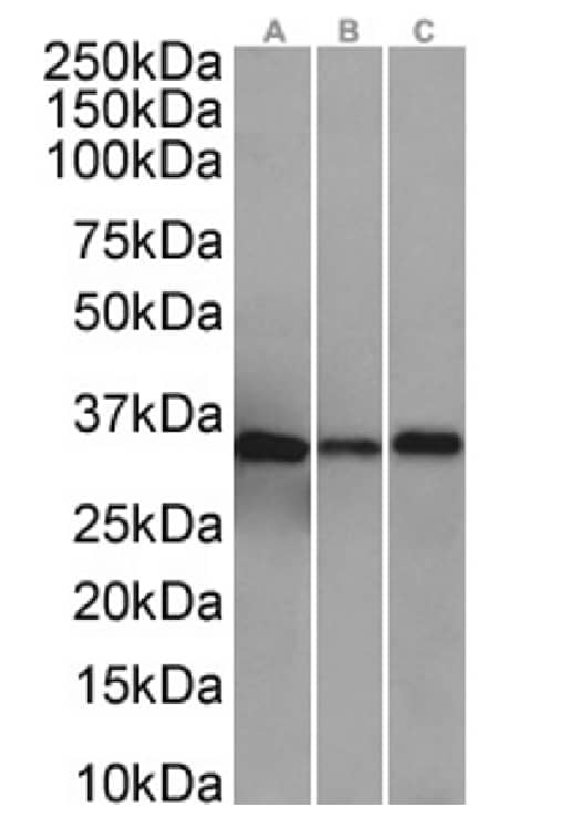 Annexin A4 Antibody (SAIC-14C-10F12) - Azide and BSA Free