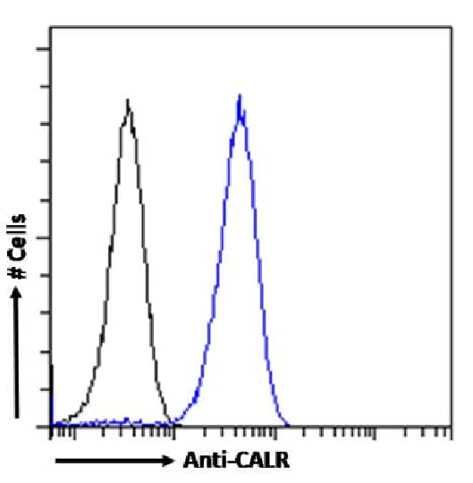 Calreticulin Antibody (SAIC-16D-6B9) - Azide and BSA Free