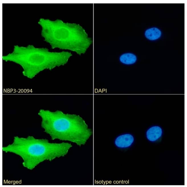 Calreticulin Antibody (SAIC-16D-6B9) - Azide and BSA Free