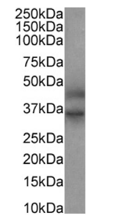 FEN-1 Antibody (SAIC-21C-4) - Azide and BSA Free