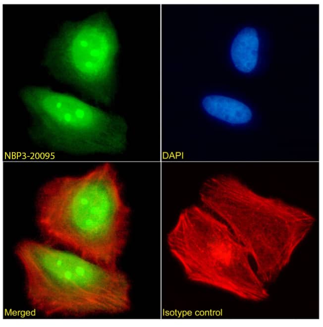 FEN-1 Antibody (SAIC-21C-4) - Azide and BSA Free