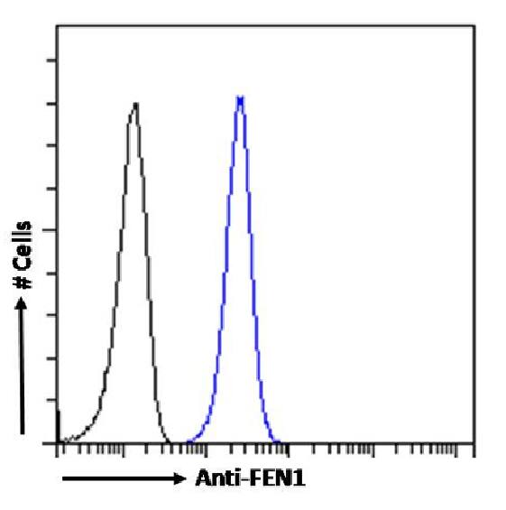 FEN-1 Antibody (SAIC-21C-4) - Azide and BSA Free