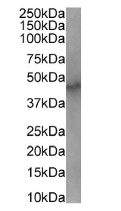 hHR23b Antibody (SAIC-28B-8) - Azide and BSA Free