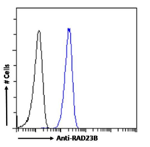 hHR23b Antibody (SAIC-28B-8) - Azide and BSA Free