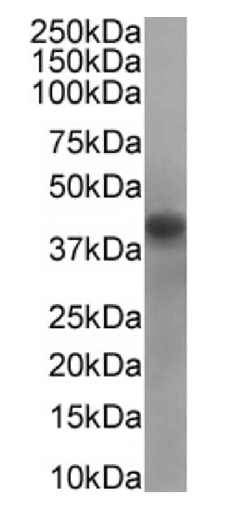 RRM2 Antibody (SAIC-30C-18) - Azide and BSA Free