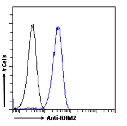 RRM2 Antibody (SAIC-30C-18) - Azide and BSA Free