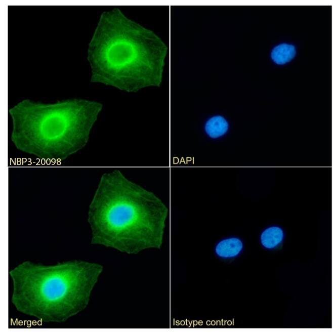 RRM2 Antibody (SAIC-30C-18) - Azide and BSA Free