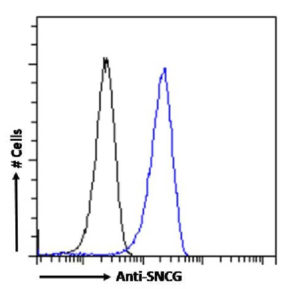 gamma-Synuclein Antibody (SAIC-31A-10) - Azide and BSA Free