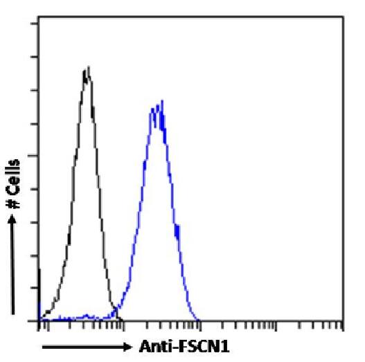 Fascin Antibody (SAIC-32C-205) - Azide and BSA Free