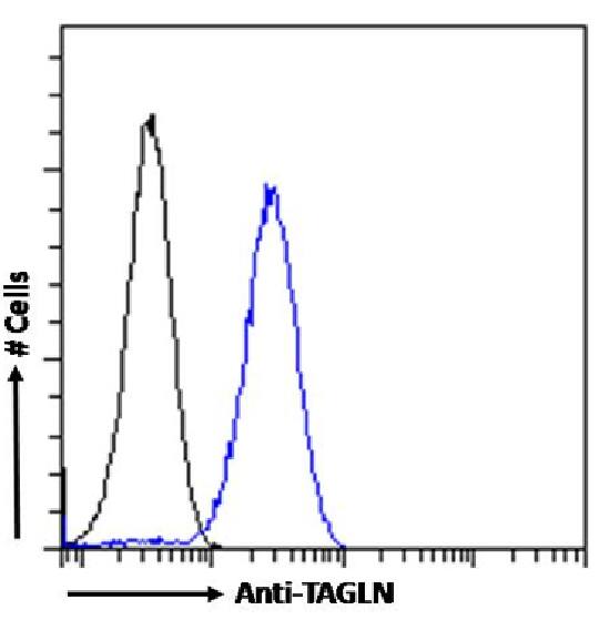 Transgelin/TAGLN/SM22 alpha Antibody (SAIC-33B-129) - Azide and BSA Free