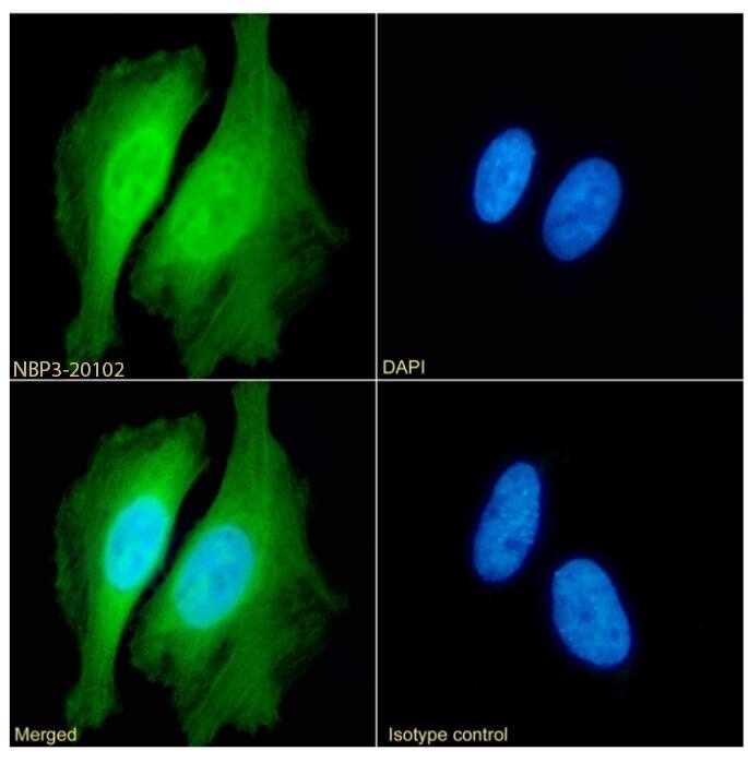 Peroxiredoxin 2 Antibody (SAIC-34B-124) - Azide and BSA Free