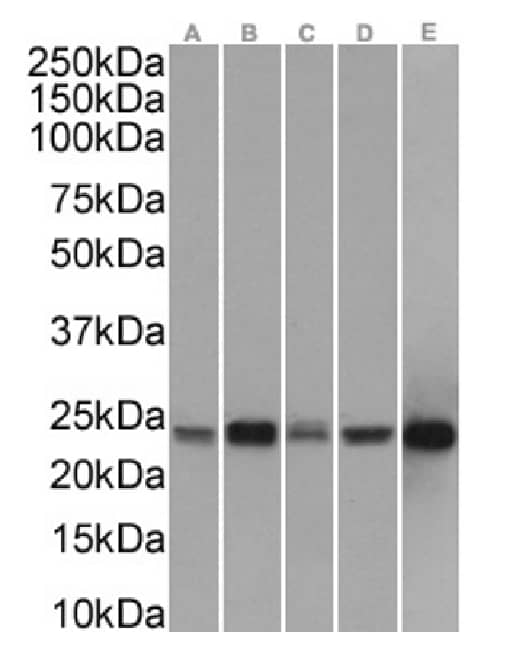 Peroxiredoxin 2 Antibody (SAIC-34B-124) - Azide and BSA Free