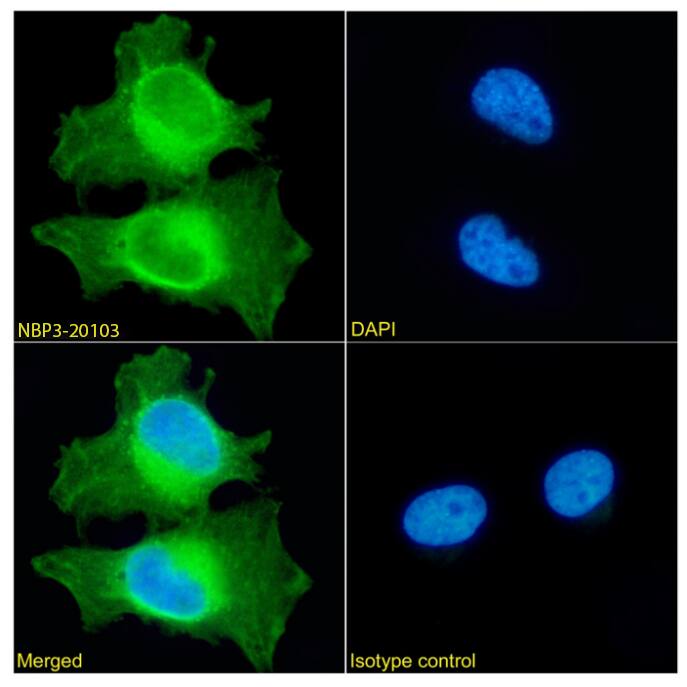 Peroxiredoxin 2 Antibody (SAIC-34D-11) - Azide and BSA Free
