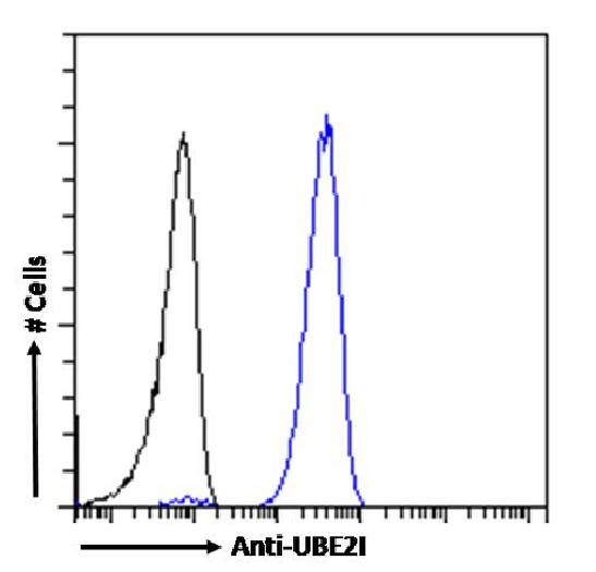 UBE2I/Ubc9 Antibody (SAIC-36A-9) - Azide and BSA Free