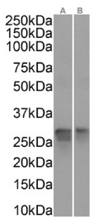 Peroxiredoxin 4 Antibody (SAIC-40A-24) - Azide and BSA Free