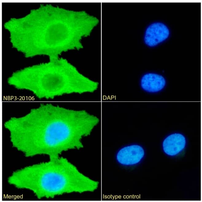 Peroxiredoxin 4 Antibody (SAIC-40C-8) - Azide and BSA Free