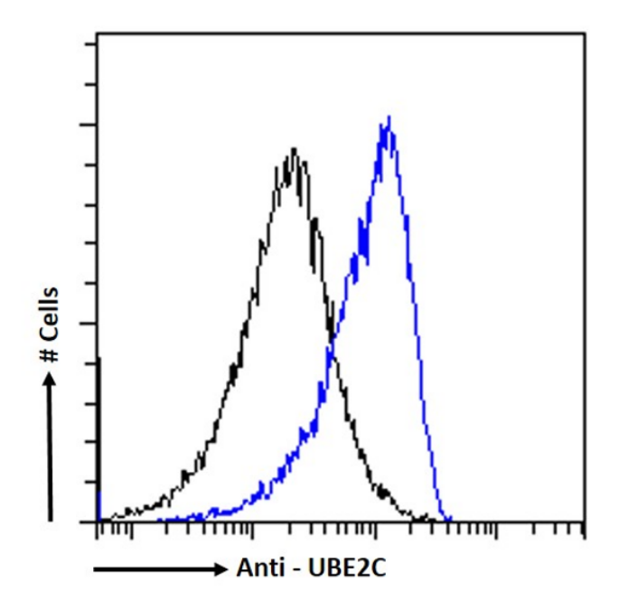 UbcH10/UBE2C Antibody (SAIC-41A-1) - Azide and BSA Free