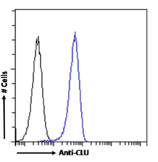 Clusterin/APOJ Antibody (SAIC-43B-8) - Azide and BSA Free