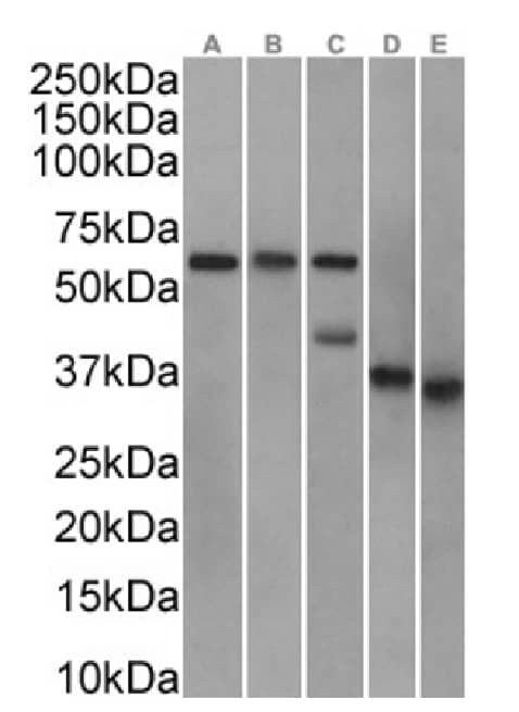 Clusterin/APOJ Antibody (SAIC-43B-8) - Azide and BSA Free