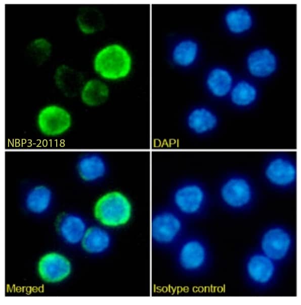 TCR beta Antibody (H57-597) - Chimeric - Azide and BSA Free