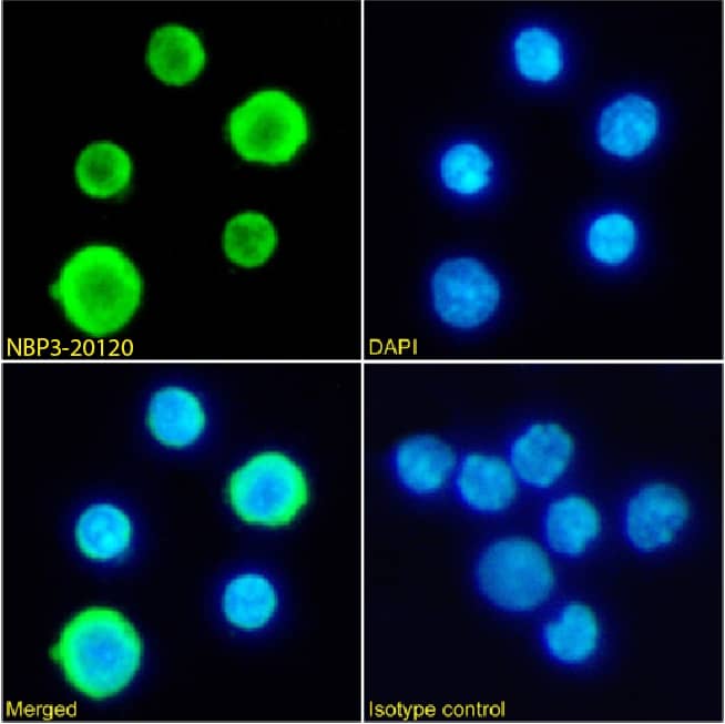 Hemoglobin Antibody (2A1) - Chimeric - Azide and BSA Free