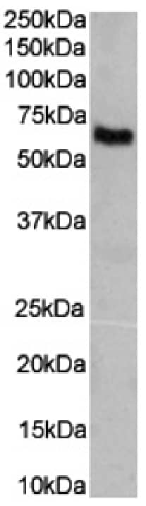 Angiotensin II Antibody (KAA8) - Chimeric - Azide and BSA Free