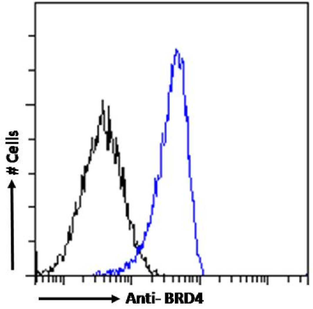 BRD4 Antibody (RAB-C131) - Chimeric - Azide and BSA Free