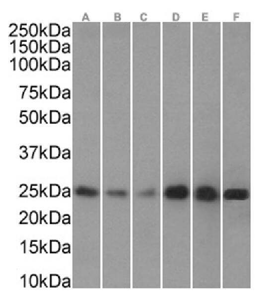 HP1 alpha Antibody (RAB-C133) - Chimeric - Azide and BSA Free